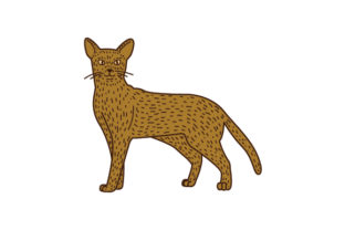 Abyssinian Cat Sitting Up Line Art and Color